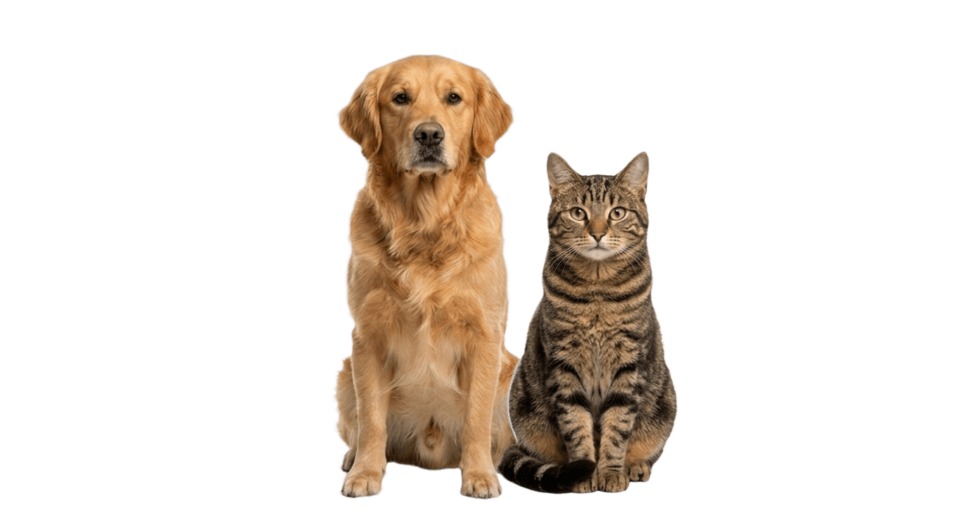 Perro y gato de Amuna